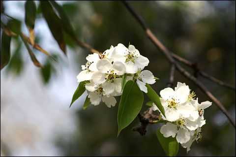 梨花开花的过程（梨花开花的过程怎么写）-图1