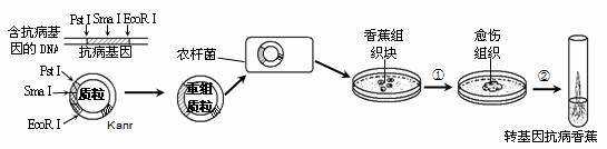 转基因抗病香蕉的培育过程如图所示（转基因香瓜）-图3