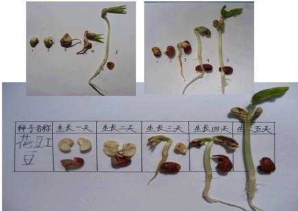 豆子发芽过程结论（豆子发芽过程结论图）-图3