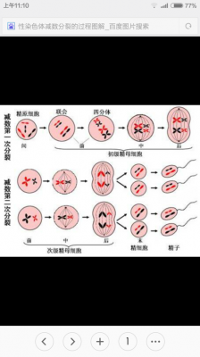 减数分裂过程中染色体减半的简单介绍-图1