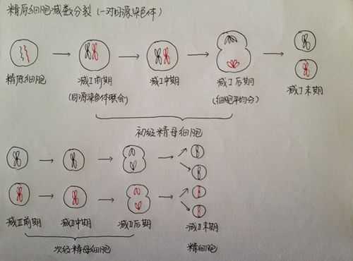 减数分裂过程中染色体减半的简单介绍-图3