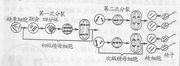 减数分裂过程中染色体减半的简单介绍-图2