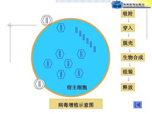 病毒的繁殖过程生物（病毒的繁殖过程生物实验报告）-图3