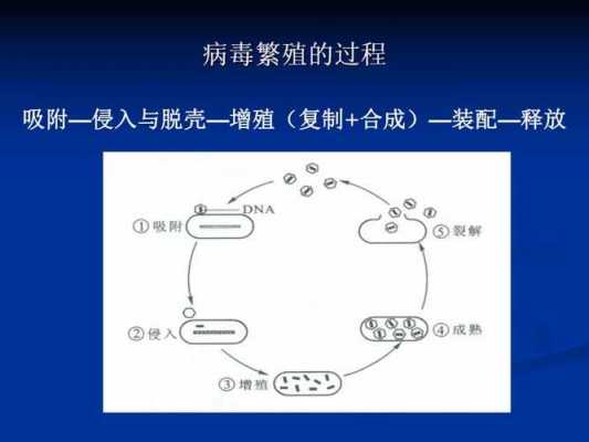 病毒的繁殖过程生物（病毒的繁殖过程生物实验报告）-图2