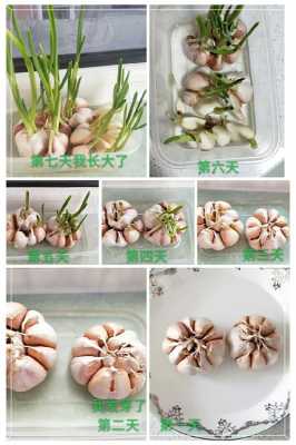 大蒜种植成长过程（大蒜种植成长过程图片）-图1