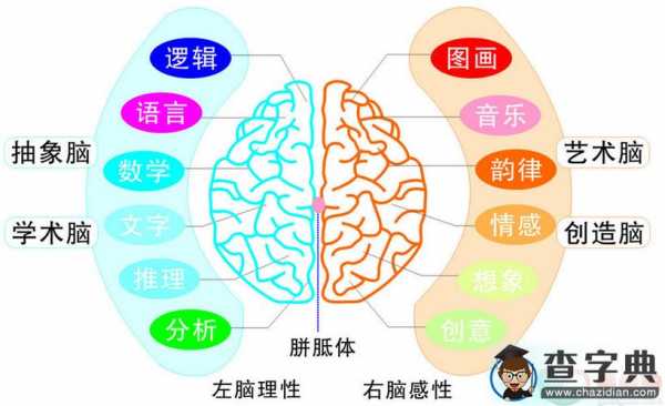 大脑认知过程（大脑认知是什么意思）-图1