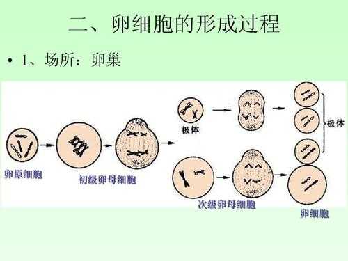 卵细胞形成过程图（卵细胞形成过程图解以及各时期的特点）-图1