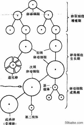 卵细胞形成过程图（卵细胞形成过程图解以及各时期的特点）-图3