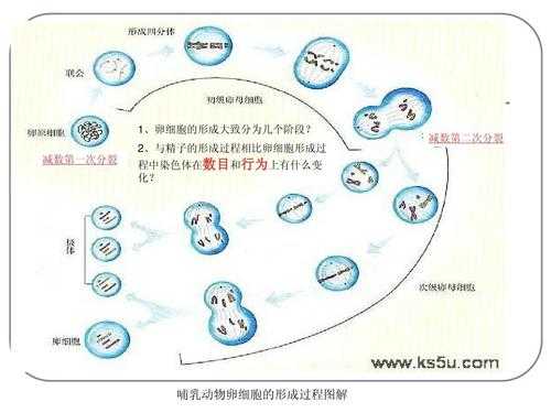 卵细胞形成过程图（卵细胞形成过程图解以及各时期的特点）-图2