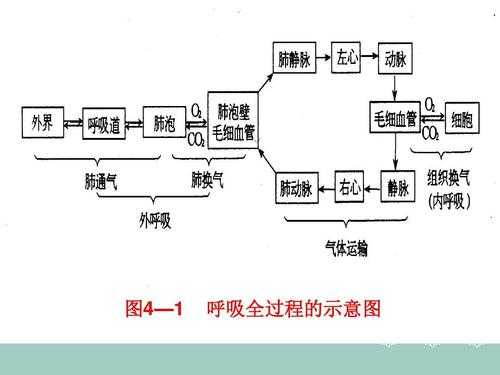 呼吸过程示意图（呼吸过程示意图讲解）-图3