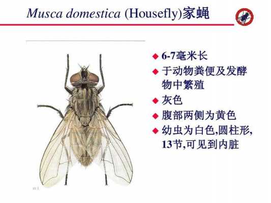 苍蝇演变过程图片（苍蝇的演变过程图片）-图3