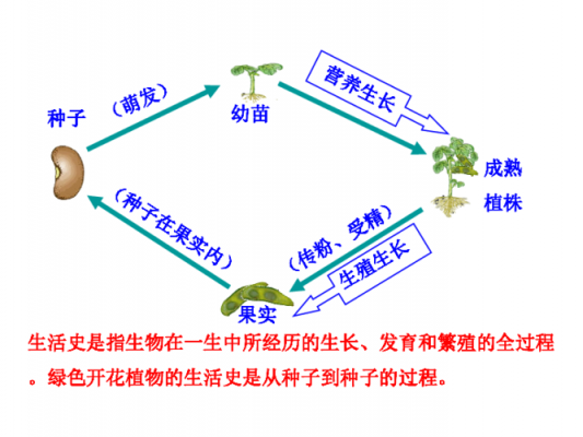 记录种子发热过程（种子堆发热的过程有哪几个阶段）-图3