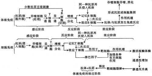 体液免疫作用过程（体液免疫的举例）-图2