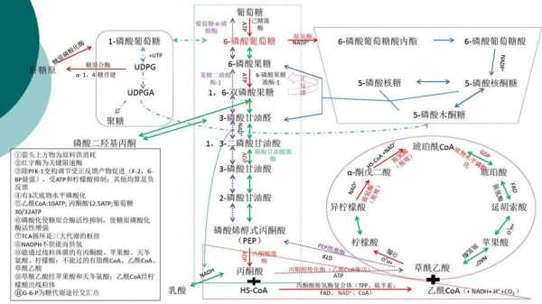 糖类代谢过程（糖代谢基本过程）-图2