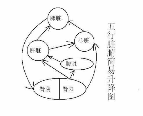 人体升降循环过程（人体升降出问题）-图2