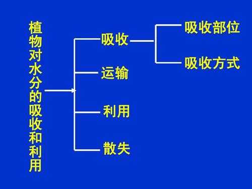 植物水分代谢过程（植物体内水的状态与代谢关系）-图3