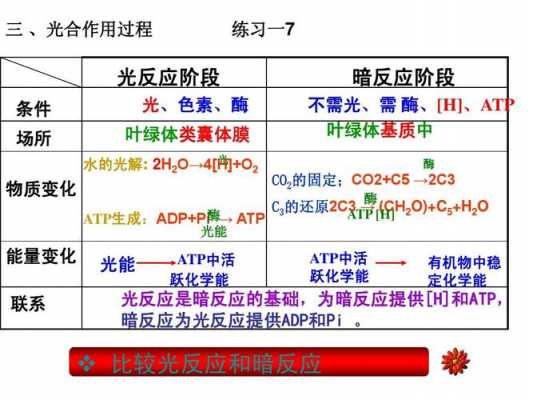 光反应和暗反应的过程（光反应和暗反应的物质变化）-图3