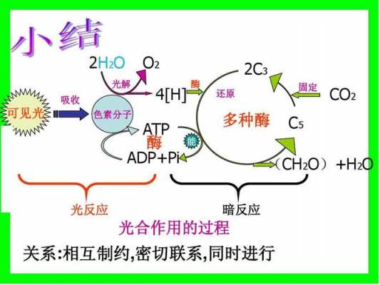 光反应和暗反应的过程（光反应和暗反应的物质变化）-图2