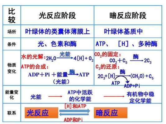 光反应和暗反应的过程（光反应和暗反应的物质变化）-图1