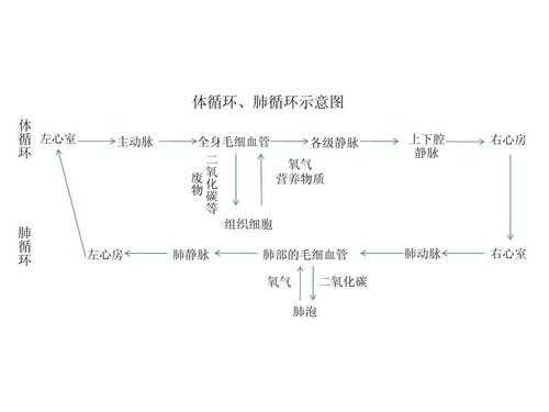 体循环过程肺循环过程（体循环肺循环过程示意图）-图3