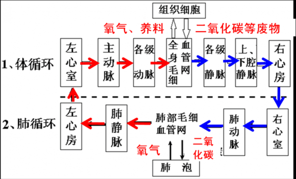 体循环过程肺循环过程（体循环肺循环过程示意图）-图2