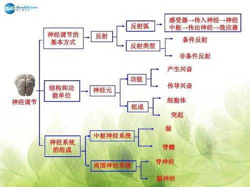 神经调节过程图解（神经调节的调节过程）-图3