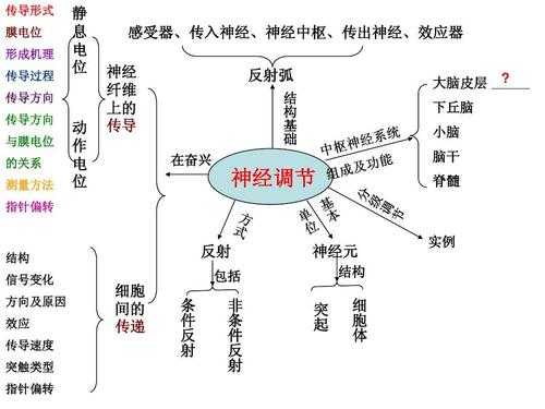 神经调节过程图解（神经调节的调节过程）-图1