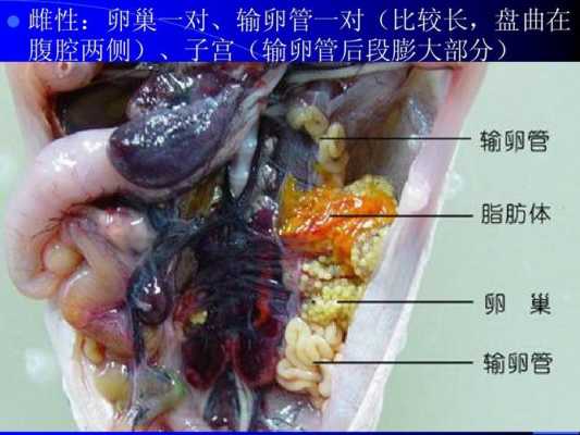 蛙类的过程（蛙的外形观察和内部器官解剖）-图2