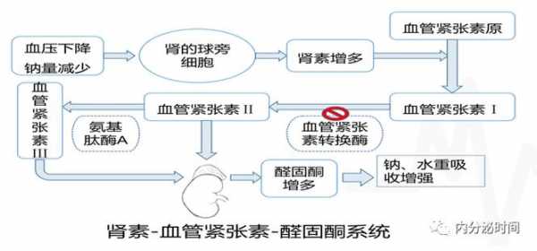 醛固酮的分泌过程（醛固酮的分泌受什么和什么的调节）-图3