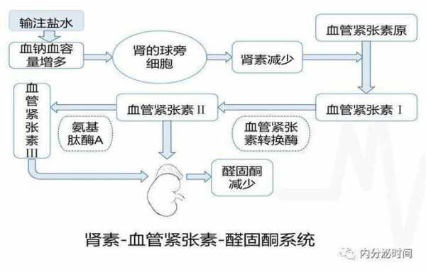 醛固酮的分泌过程（醛固酮的分泌受什么和什么的调节）-图1