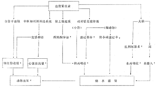 醛固酮的分泌过程（醛固酮的分泌受什么和什么的调节）-图2