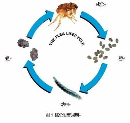 蚤的发育过程是（跳蚤变化过程）-图1