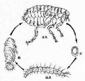 蚤的发育过程是（跳蚤变化过程）-图2