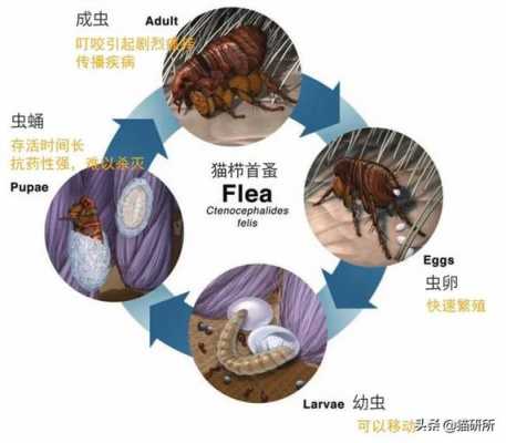 蚤的发育过程是（跳蚤变化过程）-图3