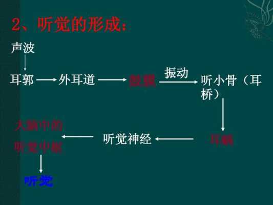 听觉形成的过程教案（听觉的形成过程简述）-图2