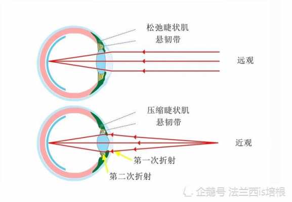 眼睛感受光的过程（眼睛感受光线的位置）-图2