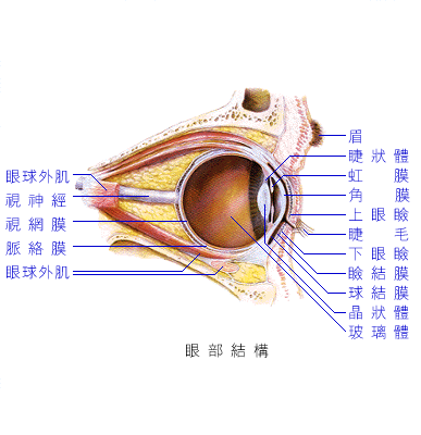 眼睛感受光的过程（眼睛感受光线的位置）-图3