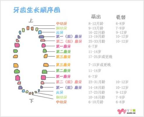 少儿发牙过程（小孩发牙先发哪里）-图2