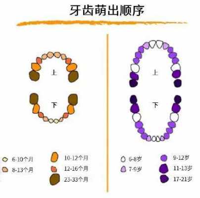 少儿发牙过程（小孩发牙先发哪里）-图3