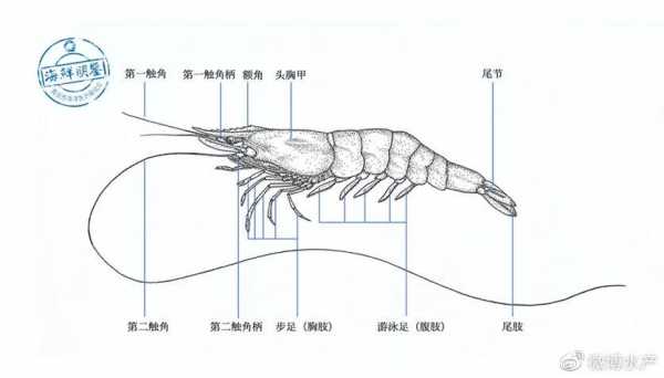 虾子的变化过程（虾子的生活规律）-图1