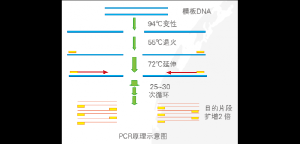 pcr实验的过程高温（pcr温度过高会怎样）-图2