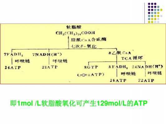 软脂酸氧化过程（软脂酸的氧化）-图2