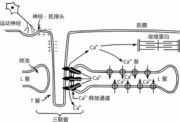 收缩耦联的过程（肌肉兴奋收缩耦联的过程）-图1