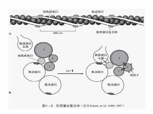 收缩耦联的过程（肌肉兴奋收缩耦联的过程）-图3