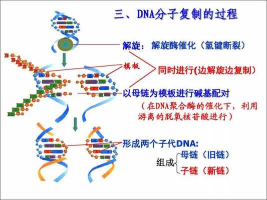 dna分子复制过程课件（DNA的复制课件）-图2