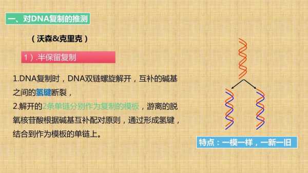 dna分子复制过程课件（DNA的复制课件）-图3