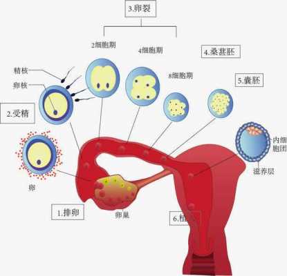 卵子发生的过程是的简单介绍-图1