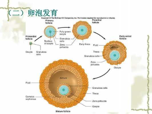 卵子发生的过程是的简单介绍-图3