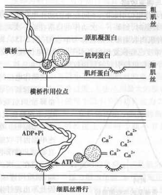 兴奋收缩耦联过程Ca（兴奋收缩耦联过程简图）-图3