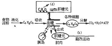 肝糖代谢过程（肝脏糖代谢中的最主要作用是）-图3